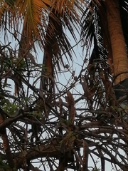 Sporophila morelleti