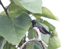 Eulampis holosericeus holosericeus