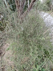 Coprosma tenuicaulis