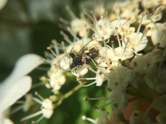 Molorchus bimaculatus