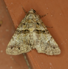 Metria amella