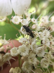 Molorchus bimaculatus