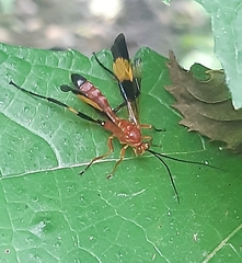 Macrojoppa