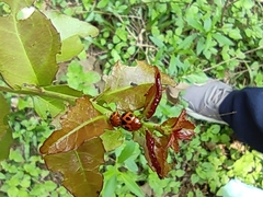 Plagiodera semivittata