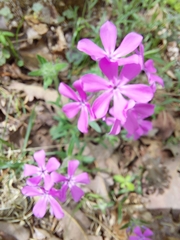 Phlox amoena