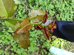 Plagiodera semivittata