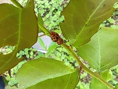 Plagiodera semivittata