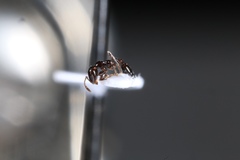 Monomorium emarginatum