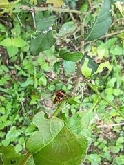 Plagiodera semivittata