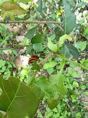 Plagiodera semivittata