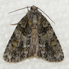 Acronicta increta