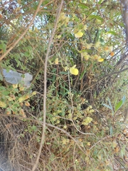 Calceolariaceae