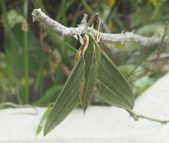 Cechetra subangustata