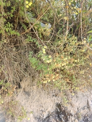 Calceolariaceae