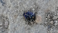 Strachiini