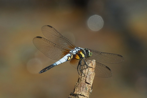 Oriental Blue Dasher photo 3