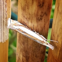 Crambus pascuella