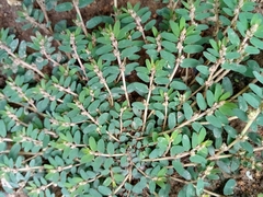 Euphorbia thymifolia image