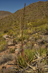 Agave pringlei