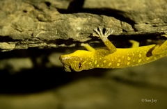 Calodactylodes aureus