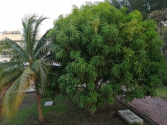 Mangifera indica
