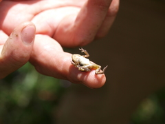 Anura
