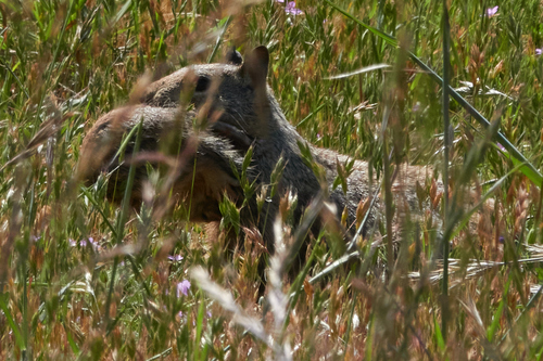 iNaturalist observation photo of California Ground Squirrel