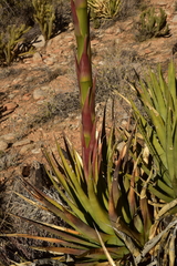 Agave pringlei