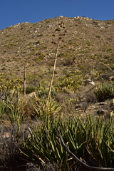 Agave pringlei
