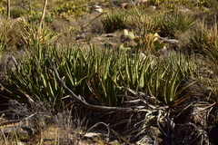 Agave pringlei