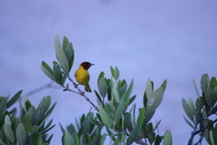 Setophaga petechia bryanti