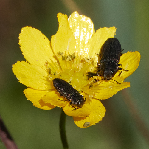 iNaturalist observation photo of Melanthaxia