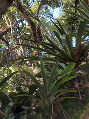Bromeliaceae
