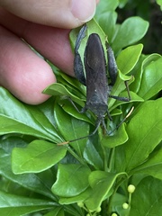 Pseudomictis obtusispinus