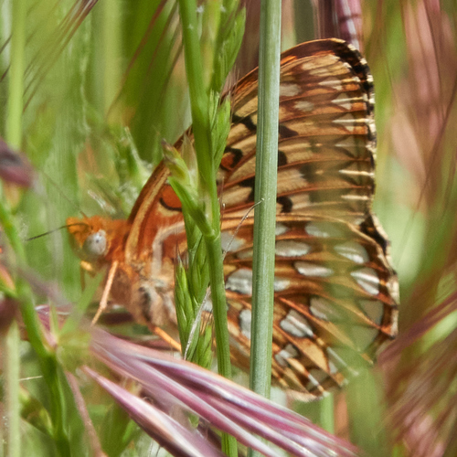 iNaturalist observation photo of Callippe Fritillary