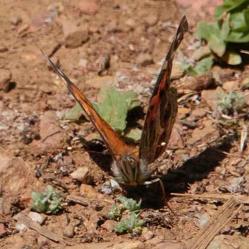 iNaturalist observation photo of American Lady