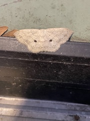 Semaeopus cantona