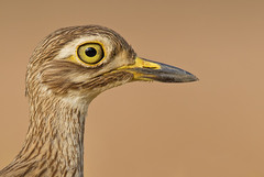 Burhinus senegalensis