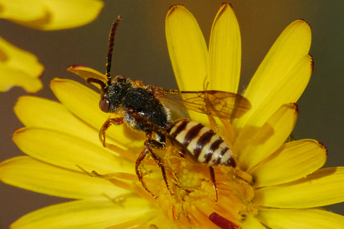 iNaturalist observation photo of Nomad Bees