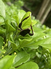 Pseudomictis obtusispinus