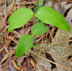Clematis ochroleuca
