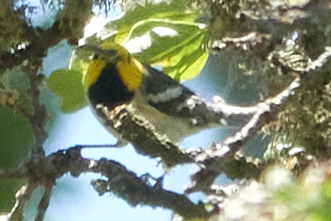 iNaturalist observation photo of Hermit Warbler