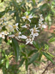 Olearia elliptica