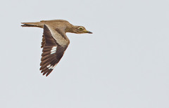 Burhinus senegalensis