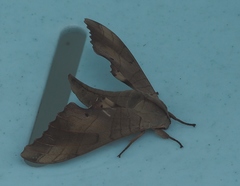 Marumba sperchius
