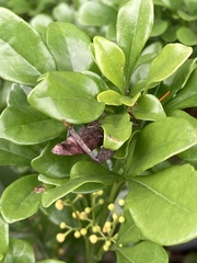 Pseudomictis obtusispinus