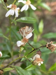 Olearia elliptica