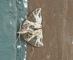 Ecliptopera rectilinea