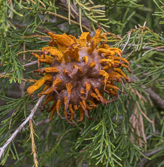 Gymnosporangium juniperi