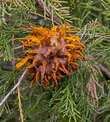 Gymnosporangium juniperi